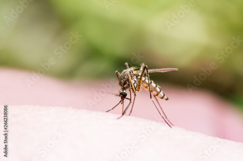 Encephalitis, Yellow Fever, Malaria Disease or Zika Virus Infected Culex Mosquito Parasite Insect Macro on Green Background