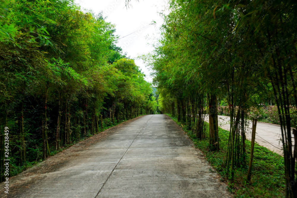 Walkway Lane With Green Trees in Forest.