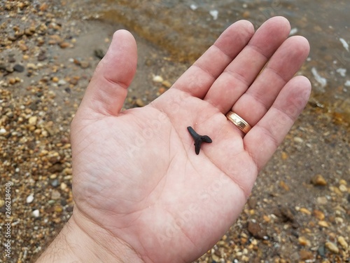 man's hand holding fossilized shark tooth on the beach © Justin