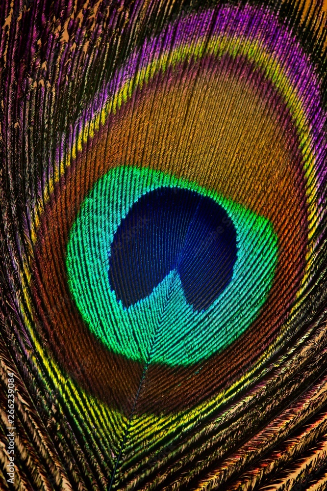 Naklejka premium Eye of peacock feather