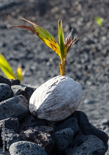 New coconuts planted   at Pohoiki  beach photo