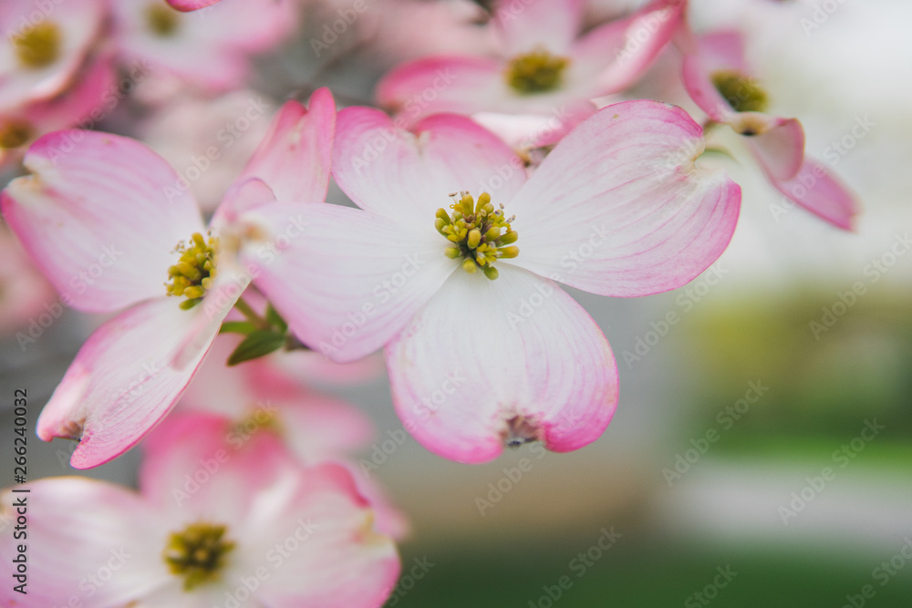 Obraz premium Beautiful pink cherry blossom flowers