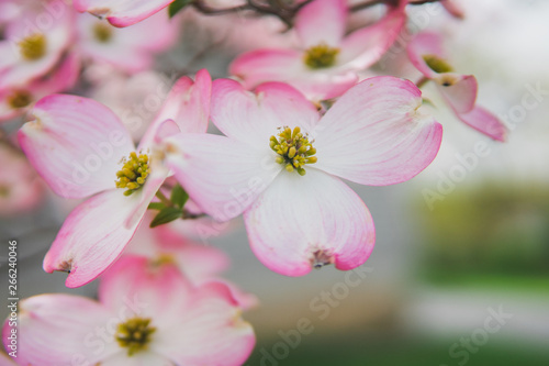 Beautiful pink cherry blossom flowers