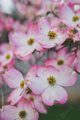 Beautiful pink cherry blossom flowers