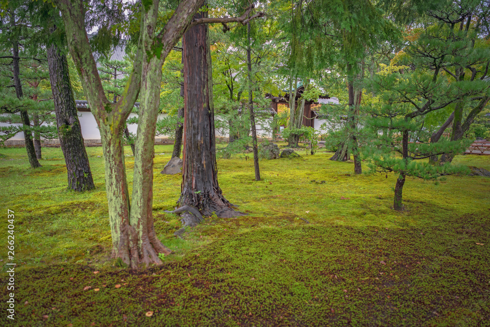 Fototapeta premium 智積院 境内風景