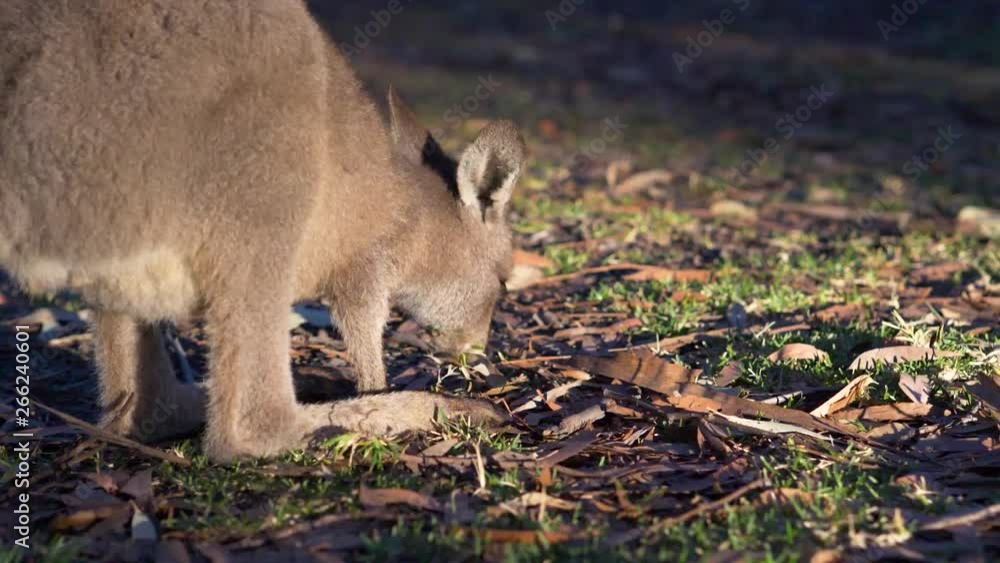 Baby wallaby grazing in Australian outback in the morning (slow motion) Baby wallaby grazing in Australian outback in the morning (slow motion)