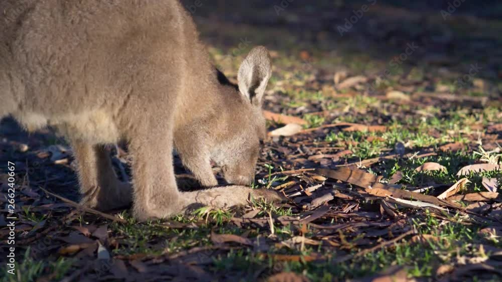 Baby wallaby grazing in Australian outback in the morning (slow motion) Baby wallaby grazing in Australian outback in the morning (slow motion)
