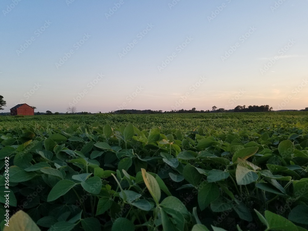 Crops in the afternoon light Crops in the afternoon light