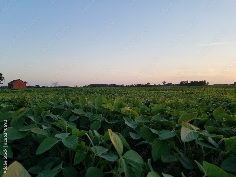 Crops in the afternoon light