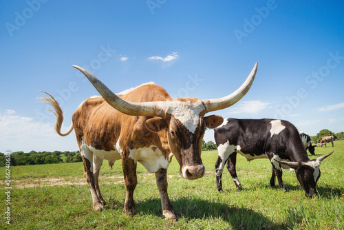 Texas longhorn cattle grazing on spring pasture photo