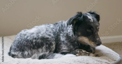 Dog Laying on Bed Yawns Multiple Times photo