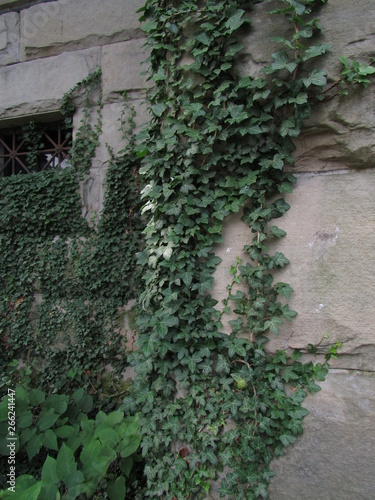 Ivy growing on a stone wall