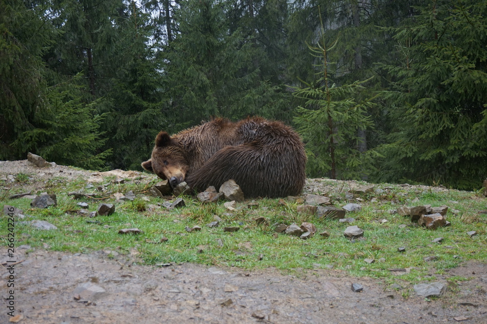 Adult brown bear in the forest, sleeping on the stones. Adult brown bear in the forest, sleeping on the stones.