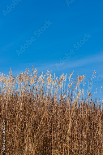 Late Fall Brome Grass under a Blue Sky