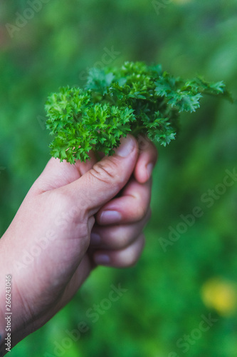 Hand holding fresh parsley