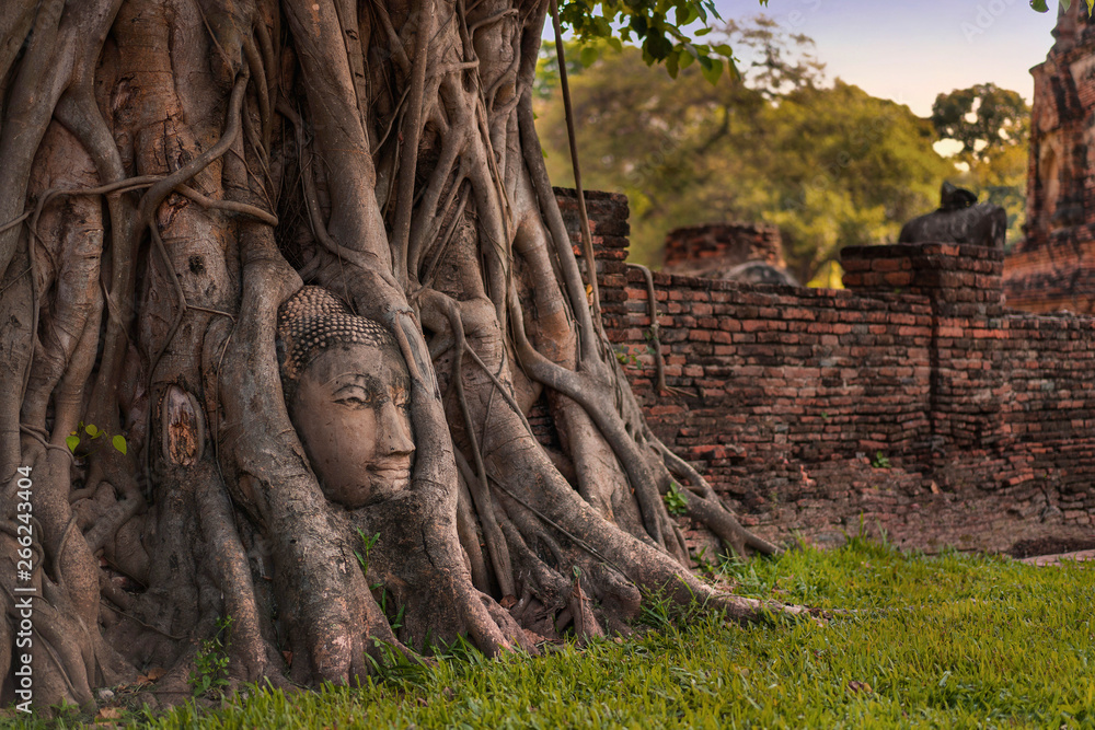 Thailand april 21 2019. Buddha Head statue in Tree roots in evening time. Wat Maha That is historical park famous sightseeing place,Ayutthaya, Thailand.
