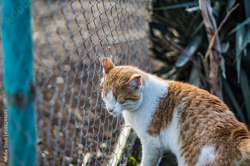 A cat named Misho
