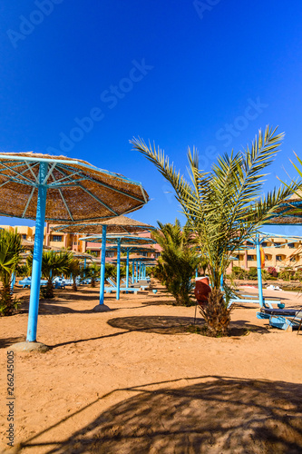 Green palm trees on beach of the Red sea