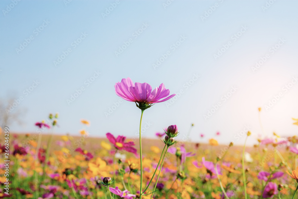 Cosmos with the sunlight. Cosmos with the sunlight.