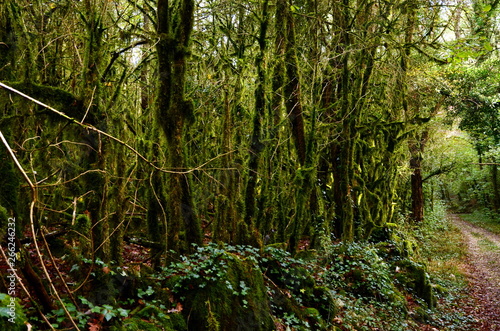 Mystical beautiful mossy forest scenery with a closeup of trees covered by moss  France