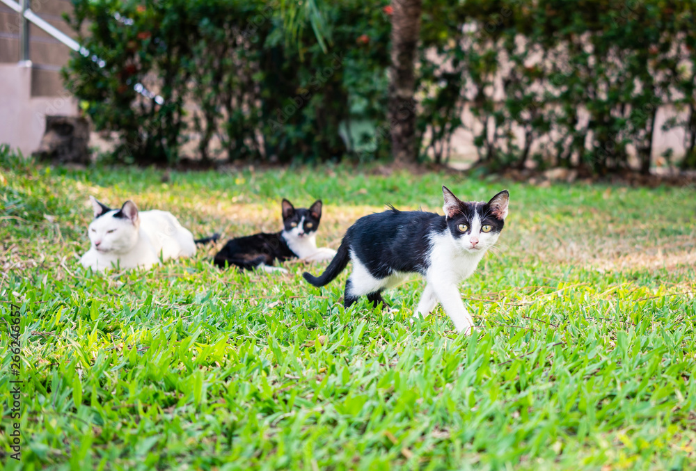 Three cats on green grass Three cats on green grass