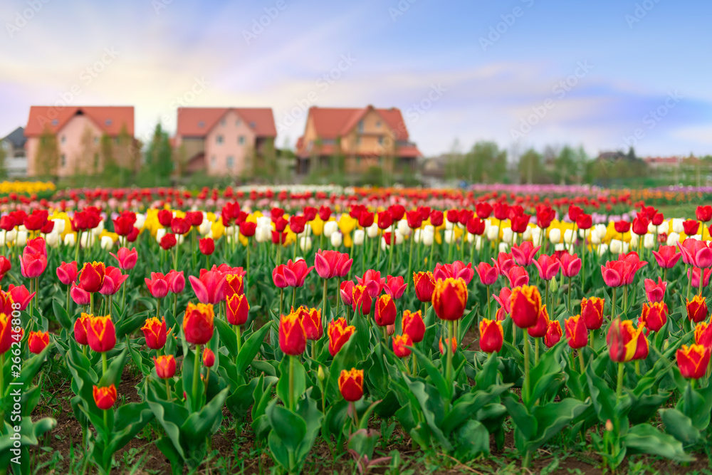 Spring fields of blooming tulip. Beauty outdoor scene