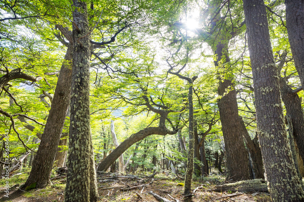 Fototapeta premium Summer forest