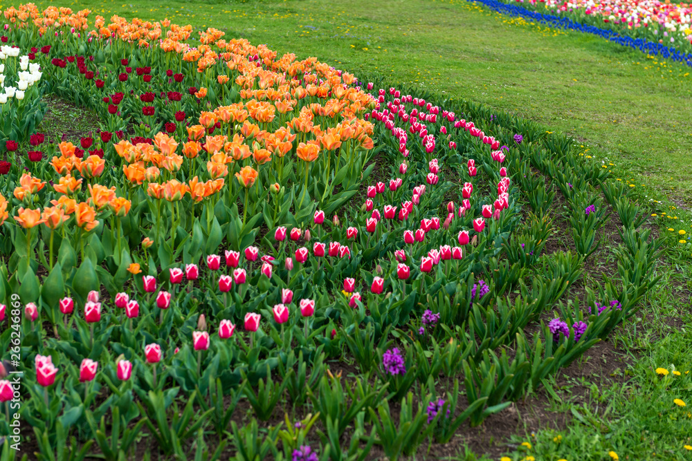 Spring fields of blooming tulip. Beauty outdoor scene Spring fields of blooming tulip. Beauty outdoor scene