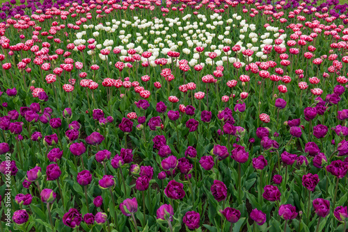 Spring fields of blooming tulip. Beauty outdoor scene