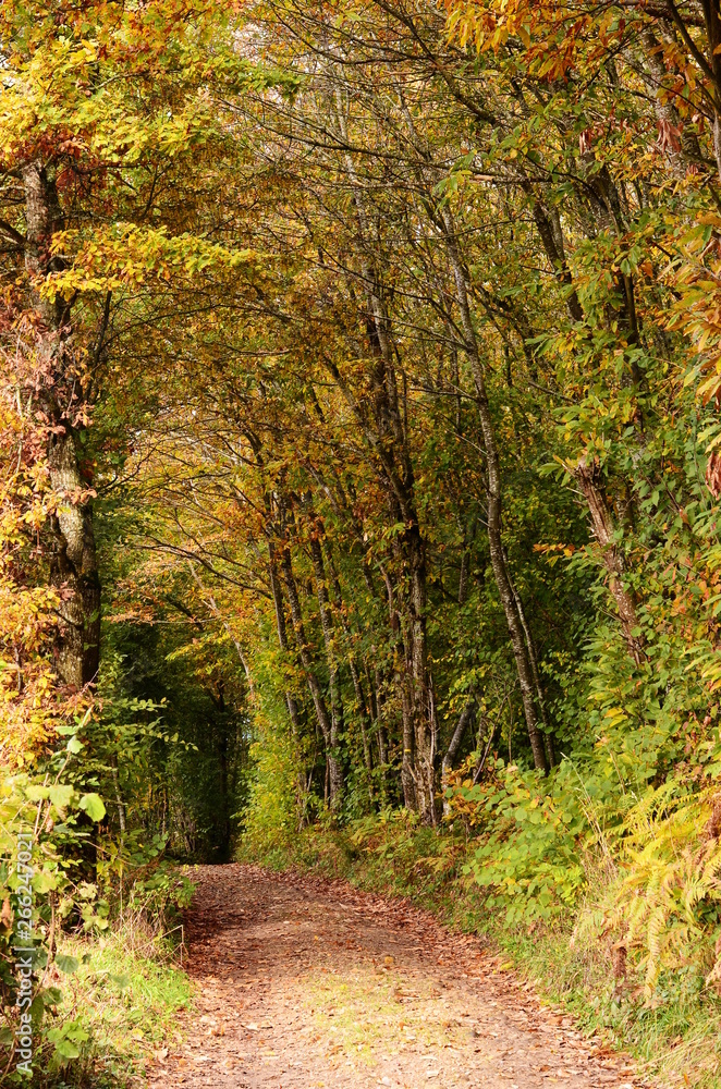 A tunnel-like footpath with the golden foliage trees, autumn forest, France A tunnel-like footpath with the golden foliage trees, autumn forest, France