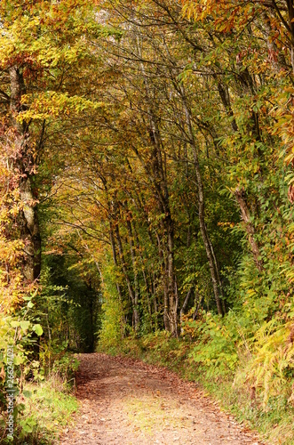 A tunnel-like footpath with the golden foliage trees  autumn forest  France