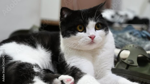 4K Close up lovely scottish fold cat. Playful, cute, and beautiful cat.