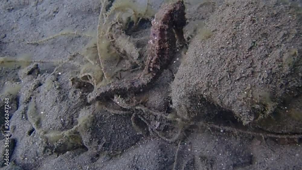 a big common sea horse is seen in the black sand of macro heaven Ambon a big common sea horse is seen in the black sand of macro heaven Ambon