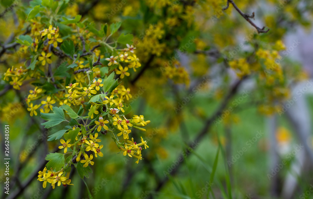 Currant Blossom, Yellow Flower of Currant Branch Currant Blossom, Yellow Flower of Currant Branch