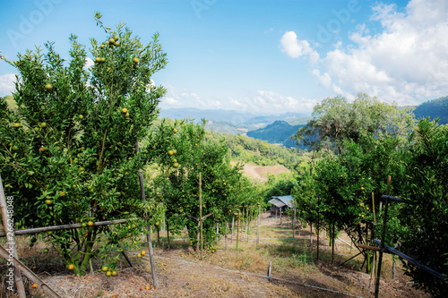 Orange tree in farm.