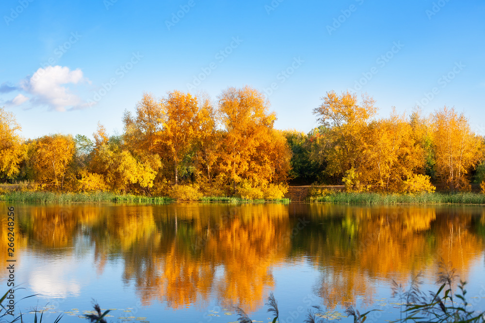 Autumn landscape, yellow leaves trees on river bank on blue sky and white clouds background on sunny day, mirror reflection in water, golden foliage trees, fall season beautiful nature, copy space Autumn landscape, yellow leaves trees on river bank on blue sky and white clouds background on sunny day, mirror reflection in water, golden foliage trees, fall season beautiful nature, copy space