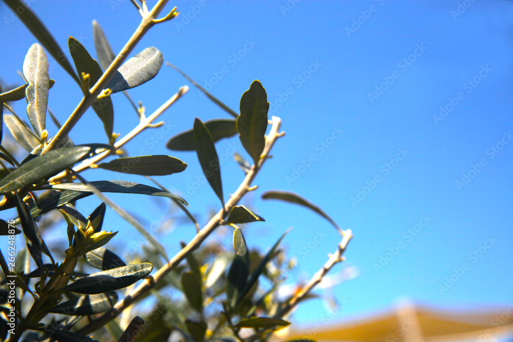 Branches of the olive trees and blue sky