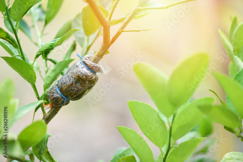 Canvas-taulu grafting tree plant on lemon tree branch in organic agriculture farm / Lime prop