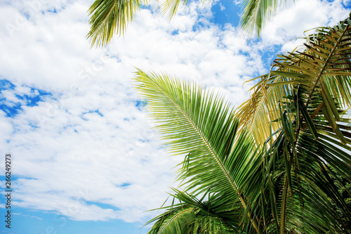 Palm leaves at sky.