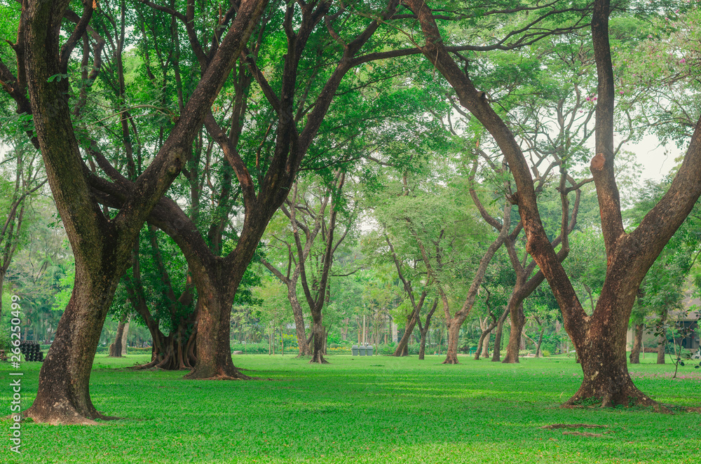 trees in the park fresh green nature background at out door in city for relax area good breath healthy. green environment garden ozone oxygen save world.