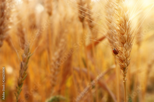 ears of golden wheat in the field at sunset light