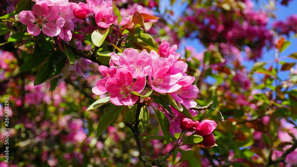 Malus Royalty Crabapple tree with flowers in the morning sun close up. Apple blossom. Spring background. Malus Royalty Crabapple tree with flowers in the morning sun close up. Apple blossom. Spring background.