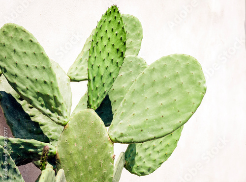 Cactus on street of Acitrezza, Catania, Sicily.