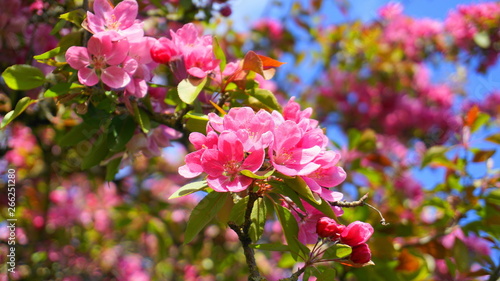 Malus Royalty Crabapple tree with flowers in the morning sun close up.  Apple blossom. Spring background.