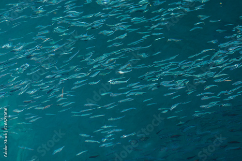 School of the blue and silver fishes in clear crystal water © jakHafiz