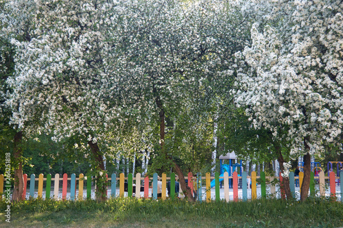 Blooming apple trees with pink flowers over colorful fence