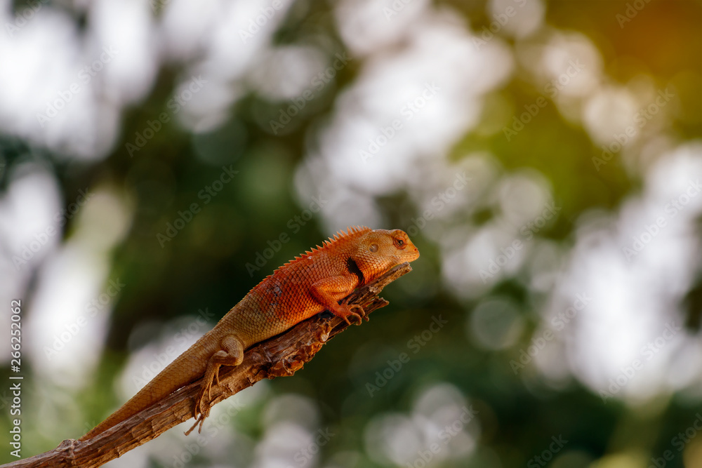 Chameleon Walking on Tree, Reptile Background, Orange Chameleon Chameleon Walking on Tree, Reptile Background, Orange Chameleon