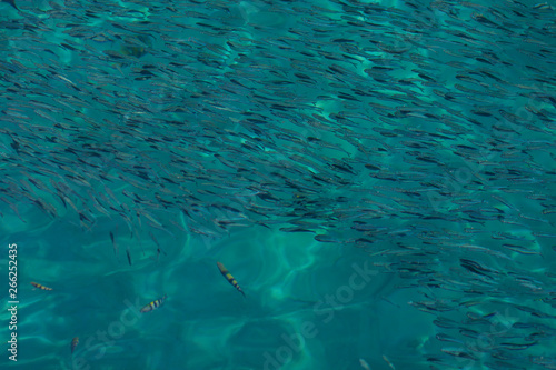 School of the blue and silver fishes in clear crystal water