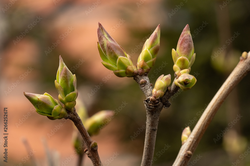 the first spring leaves of lilac, green blossoms of lilac bloom on a sunny day the first spring leaves of lilac, green blossoms of lilac bloom on a sunny day