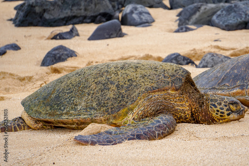 Let Sleeping Turtles Lie